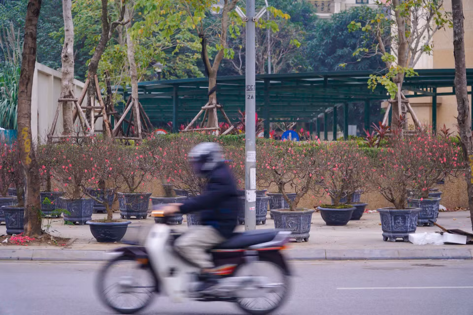 Chỉ còn hơn 2 tuần nữa là đến Tết Nguyên đán Nhâm Dần 2022. Không khó để bắt gặp cảnh những cành đào, chậu quất đang ngập tràn trên các con phố tại Thủ đô. (Ảnh: Minh Hiếu/Vietnam+)