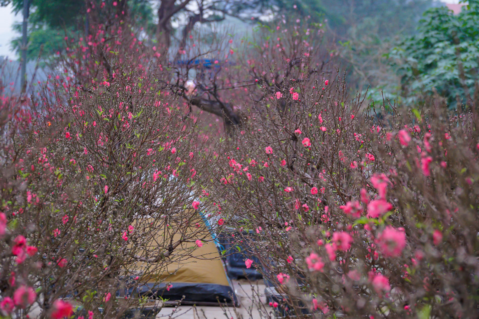 Thời tiết thời điểm hiện tại đang ấm dần nên hoa đào bắt đầu rục rịch nở rộ khiến nhiều tiểu thương lo ‘sốt vó.’ (Ảnh: Minh Hiếu/Vietnam+)