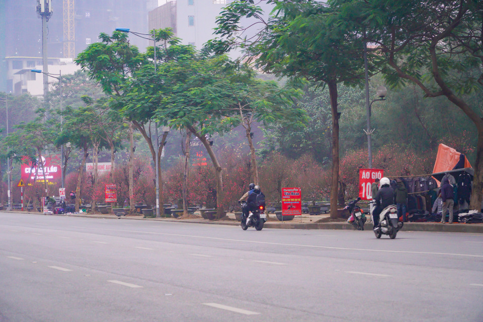 Nơi tập trung nhiều loại hoa, cây cảnh Tết nhất là phố Lạc Long Quân (quận Tây Hồ). Dọc con phố dài hơn 4km này, các loại cây cảnh gần như phủ kín hai bên hè. (Ảnh: Minh Hiếu/Vietnam+)