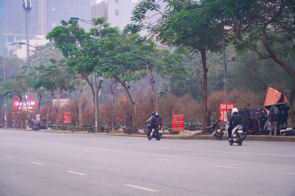 Nơi tập trung nhiều loại hoa, cây cảnh Tết nhất là phố Lạc Long Quân (quận Tây Hồ). Dọc con phố dài hơn 4km này, các loại cây cảnh gần như phủ kín hai bên hè. (Ảnh: Minh Hiếu/Vietnam+)