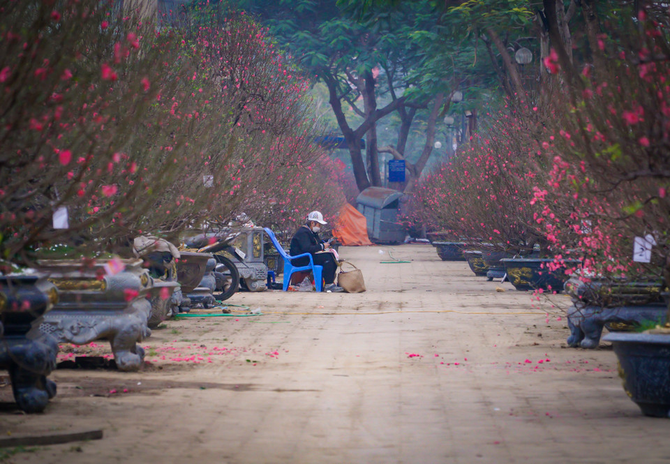 Tranh thủ không có khách, chị Hương (tiểu thương trên quận Tây Hồ, Hà Nội) chia sẻ: ‘Những ngày này năm nào cũng ế nhưng năm nay là vắng khách nhất. Chẳng riêng gì cửa hàng mình đâu, các cửa hàng các chợ hoa khác cũng cùng cảnh ngộ.’ (Ảnh: Minh Hiếu/Vietnam+)