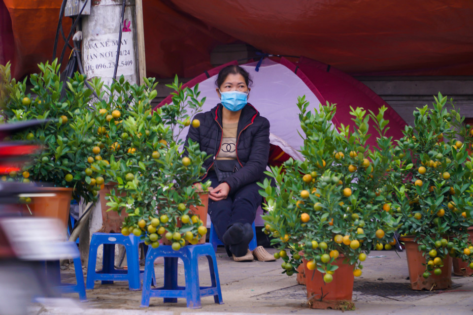 Nhiều tiểu thương buôn đào, quất... dựng bạt để trông hàng. (Ảnh: Minh Hiếu/Vietnam+)