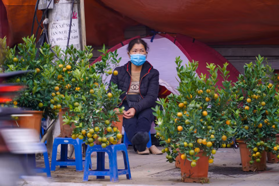 Nhiều tiểu thương buôn đào, quất... dựng bạt để trông hàng. (Ảnh: Minh Hiếu/Vietnam+)