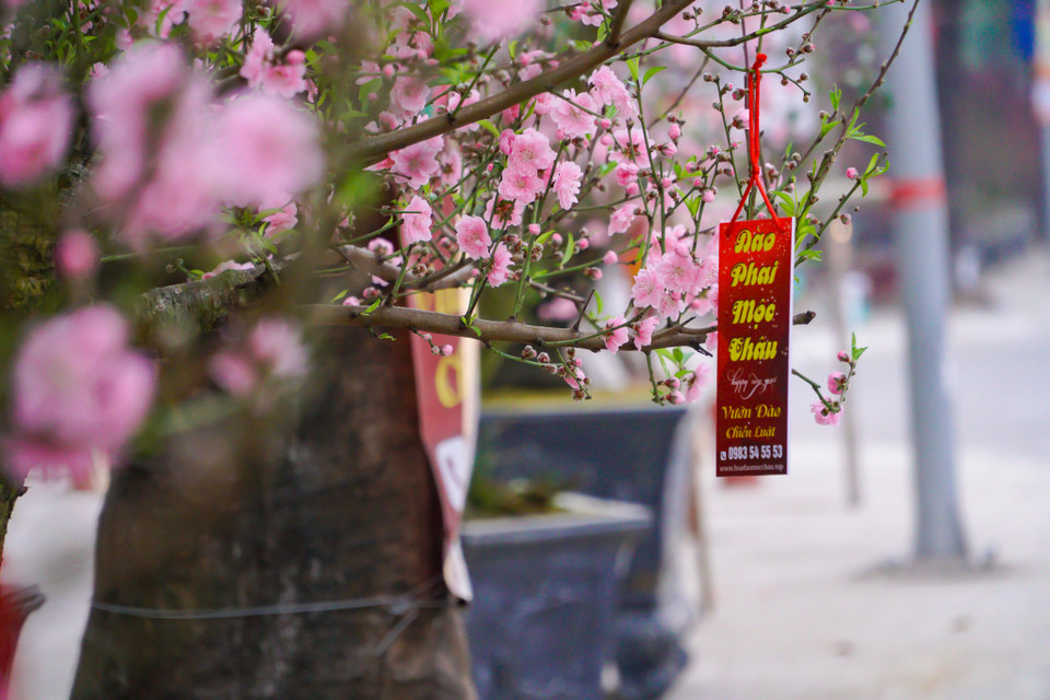 Đào phai cổ Mộc Châu với 36 cánh đang có mặt tại Hà Nội. Giá của một chậu đào này có thể lên tới cả trăm triệu đồng. (Ảnh: Minh Hiếu/Vietnam+)