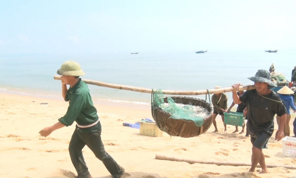 Nhiều chiếc thuyền công suất nhỏ ở huyện Quảng Trạch liên tục ra khơi đánh bắt được nhiều cá cơm, thu hàng triệu đồng sau mỗi chuyến biển gần bờ. (Ảnh: TTXVN phát)
