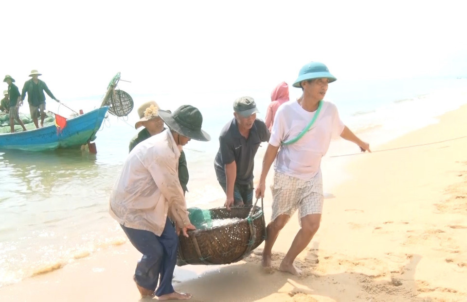 Hình ảnh ngư dân xã Quảng Xuân (huyện Quảng Trạch, Quảng Bình) trúng mùa cá cơm, thu lợi lớn. (Ảnh: TTXVN phát)