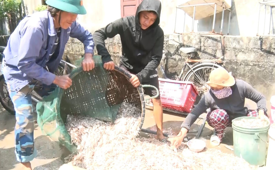 Những ngày này, vùng biển gần bờ ở phía bắc tỉnh Quảng Bình xuất hiện các luồng cá cơm lớn. (Ảnh: TTXVN phát)