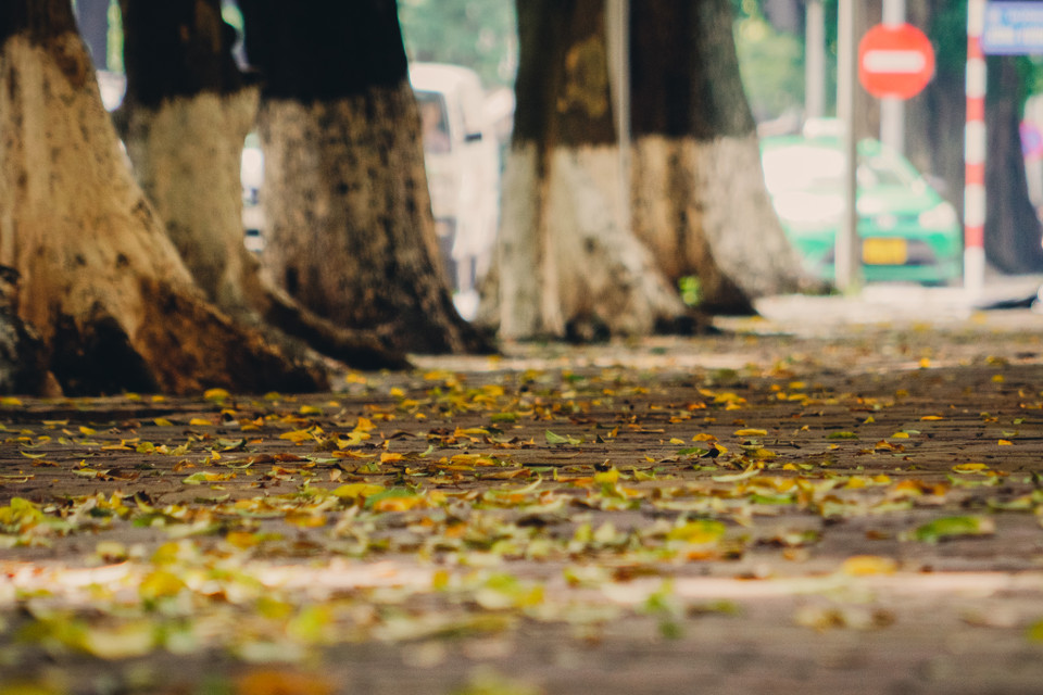 Sắc vàng óng ả trên hè phố. (Ảnh: Minh Hiếu/Vietnam+)