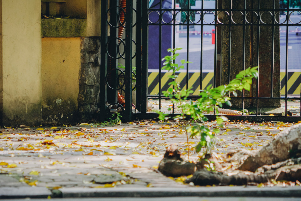 Lá vàng rơi cùng những góc tường cũ tạo nên những bức tranh hoài niệm và cổ xưa. (Ảnh: Minh Hiếu/Vietnam+)