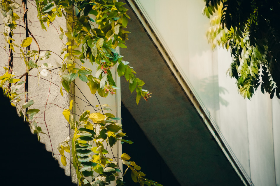 Nắng vàng le lói qua từng tán cây, kẽ lá. (Ảnh: Minh Hiếu/Vietnam+)