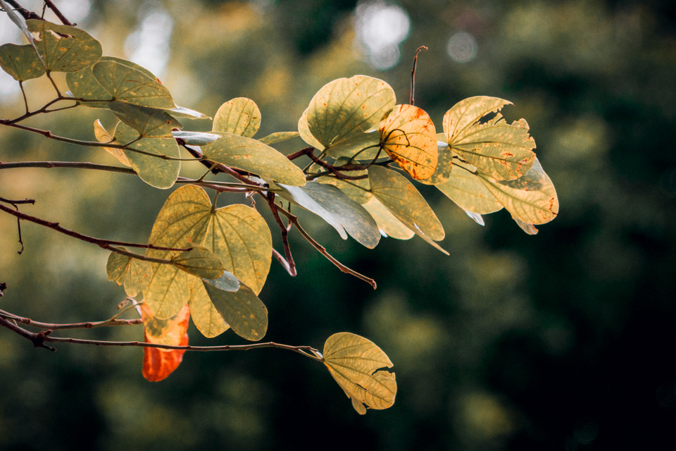 (Ảnh: Minh Hiếu/Vietnam+)