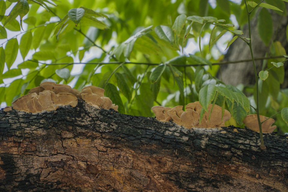 (Ảnh: Minh Hiếu/Vietnam+)