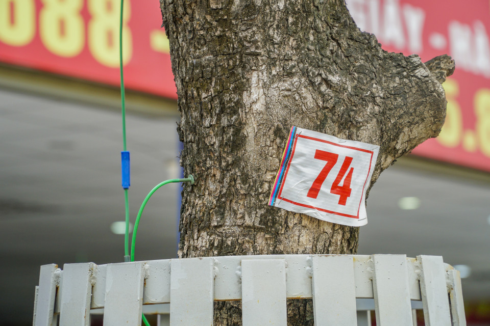 Có khoảng mười cây đang được hỗ trợ truyền dịch. (Ảnh: Minh Hiếu/Vietnam+)