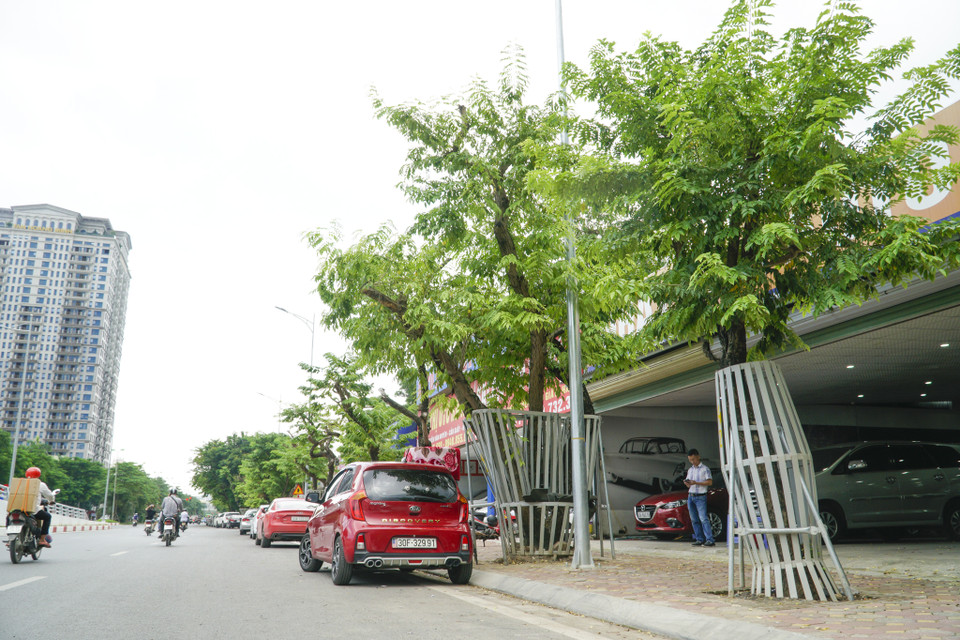 Hàng cây sưa nằm trong dự án xây dựng cầu vượt tại nút giao đường Hoàng Quốc Việt - Nguyễn Văn Huyên và hoàn thiện đường Nguyễn Văn Huyên (Hà Nội) theo quy hoạch (đường Vành đai 2,5) để phủ bóng mát cho tuyến phố. (Ảnh: Minh Hiếu/Vietnam+)