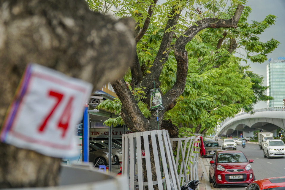 Sưa đỏ là loại cây có nguồn gen đặc biệt và giá trị lên đến hàng tỷ đồng đã được ghi tên vào sách đỏ Việt Nam phần thực vật. Do đó, Ban quản lý dự án đề nghị sau khi đánh, chuyển, giao cho Công ty Công viên cây xanh Hà Nội tiếp nhận nguyên trạng để duy trì, chăm sóc và bảo vệ đảm bảo an toàn, giúp cây sinh trưởng tốt. (Ảnh: Minh Hiếu/Vietnam+)