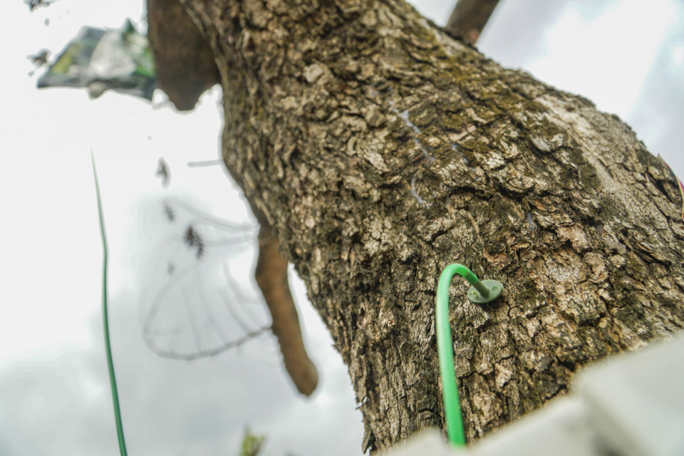 Túi dung dịch được treo trân cành và thân, truyền thẳng vào thân cây qua những ống nhựa. (Ảnh: Minh Hiếu/Vietnam+)