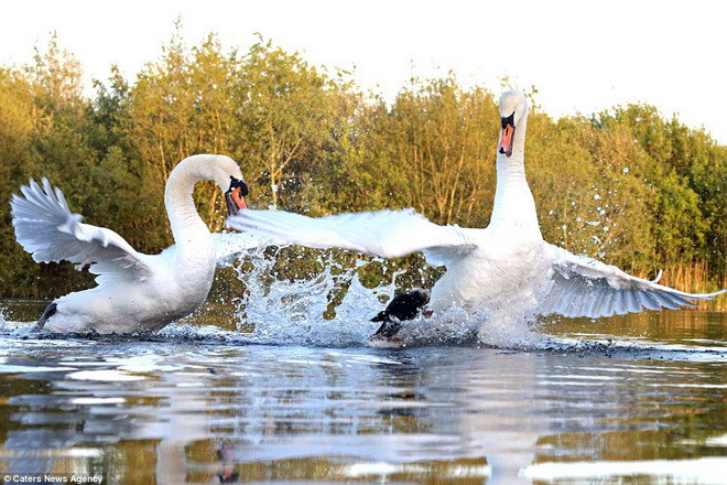 Nhận thấy đàn thiên nga con, chú chó đã lao tới. (Nguồn: Caters News Agency)