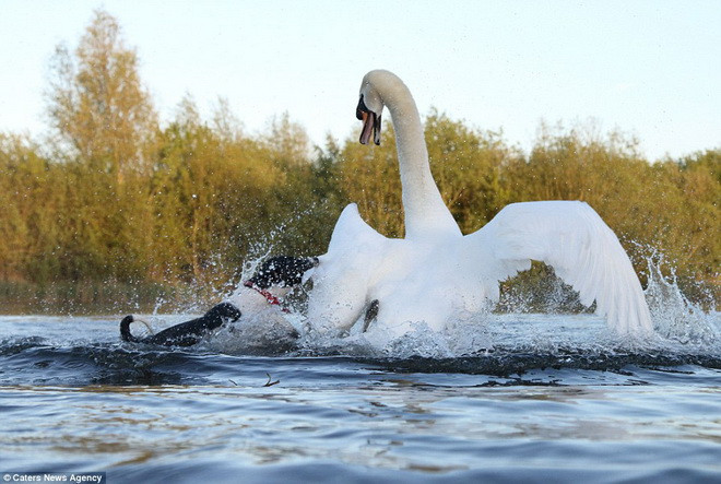 Chú chó cũng nhảy lên cao để ra đòn. (Nguồn: Caters News Agency)