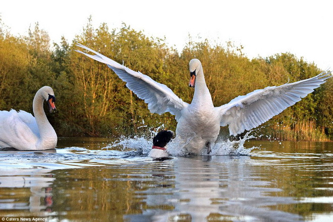Chú chó cũng nhảy lên cao để ra đòn. (Nguồn: Caters News Agency)