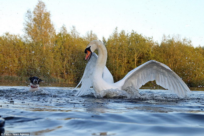 Tuy nhiên, thiên nga bố mẹ đã nhận ra hành động khả nghi của chú chó. (Nguồn: Caters News Agency)