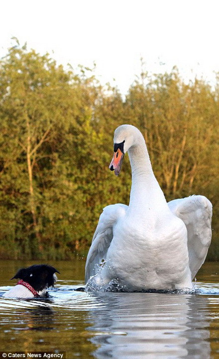 Thiện nga bố mẹ giận giữ và cố gắng vẫy mạnh đôi cánh để lùa chú chó ra xa. (Nguồn: Caters News Agency)