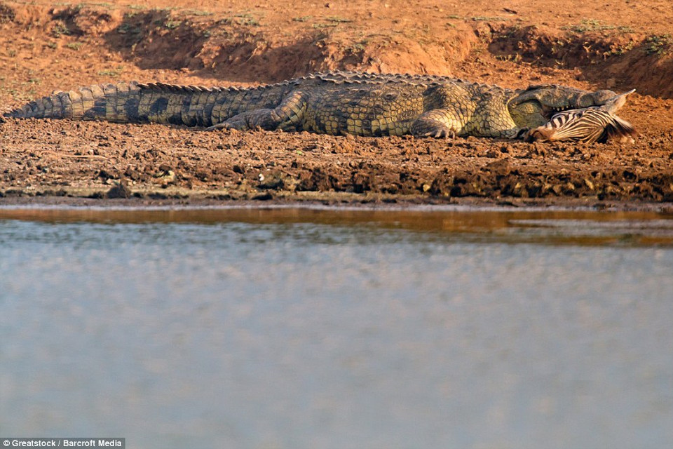 Sau khi bị hà mã bơi ra xa, chú cá sấu mới quay lại để lấy chiến lợi phẩm của mình. (Nguồn: Barcroft Media) 
