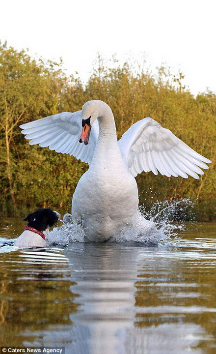 Thiện nga bố mẹ giận giữ và cố gắng vẫy mạnh đôi cánh để lùa chú chó ra xa. (Nguồn: Caters News Agency)