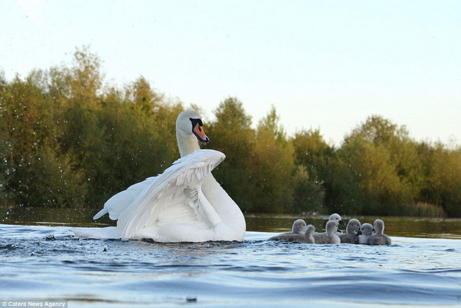  Thiên nga bố cố chống lại con chó, trong khi thiên nga mẹ đưa đàn con đi ra xa. (Nguồn: Caters News Agency) 