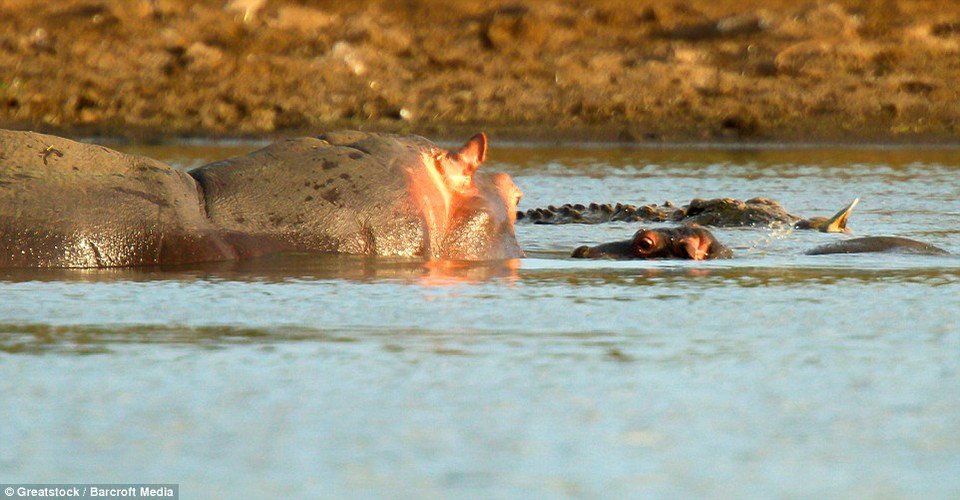 Con cá sấu kéo con mồi xuống sông và tiến gần tới khu vực của hai mẹ con hà mã gần đó. (Nguồn: Barcroft Media) 