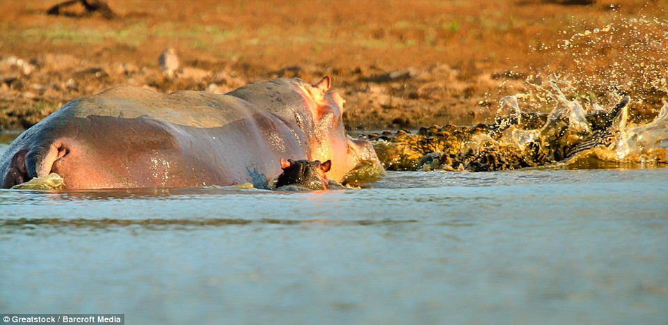 Con cá sấu tỏ ra đau đớn khi bị hà mã cắn và tạm phải bỏ lại con mồi. (Nguồn: Barcroft Media) 
