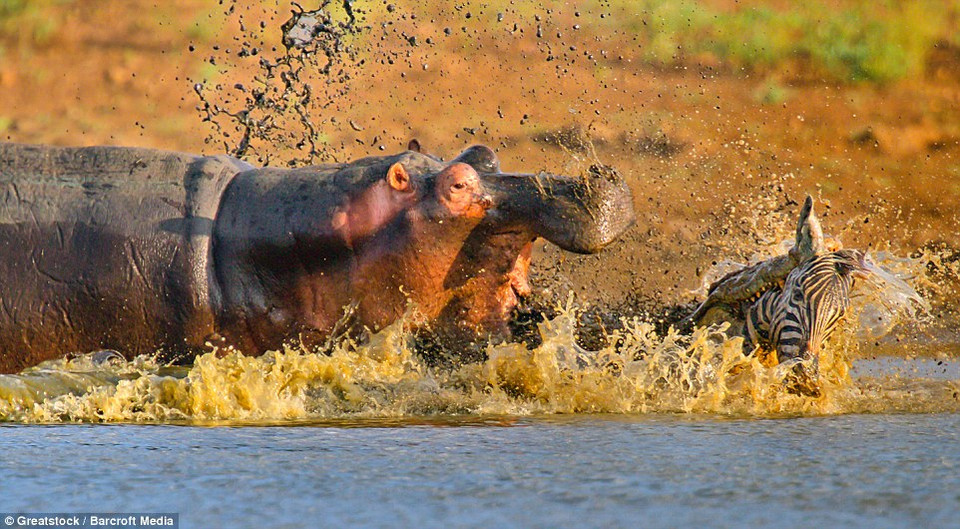 Chú ngựa vằn tới gần bờ sông để uống nước thì bị cá sấu kéo xuống sông. (Nguồn: Barcroft Media)