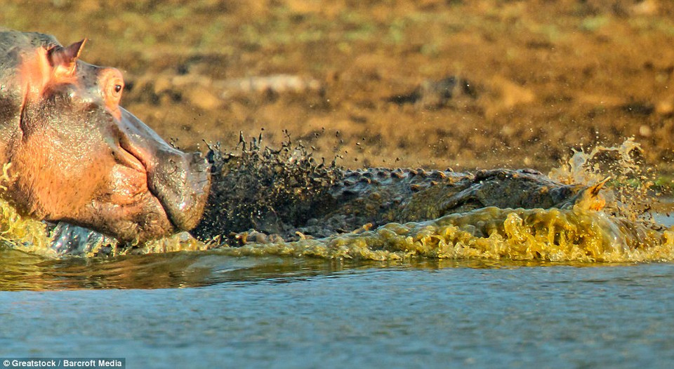 Hà mã mẹ nổi giận và quyết định lao vào tấn công nhằm răn đe chú cá sấu và bảo vệ con mình. (Nguồn: Barcroft Media) 
