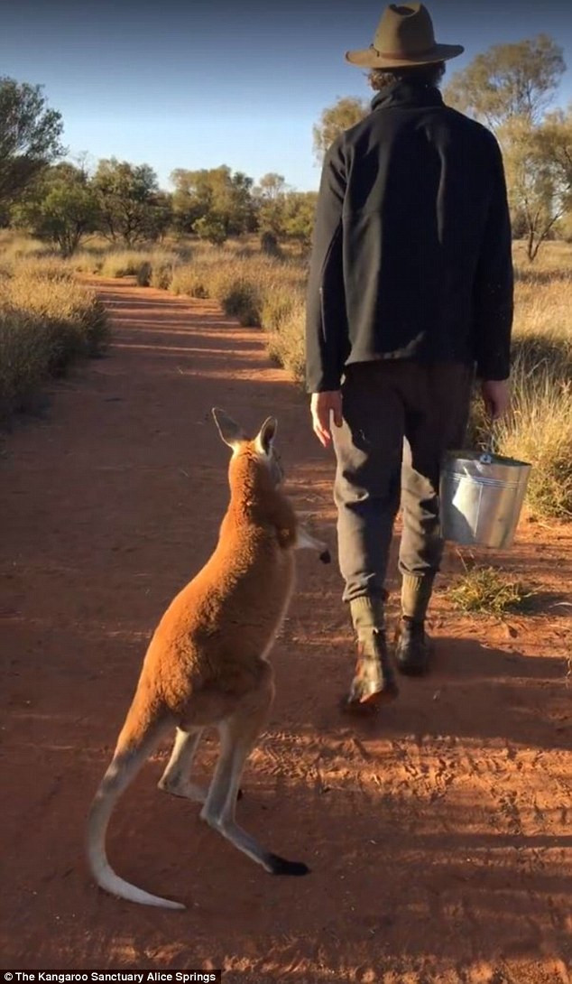Ông Barns và chú chuột túi cưng của mình là những ngôi sao trong chương trình truyền hình Kangaroo Dundee của BBC. (Nguồn: Daily Mail)