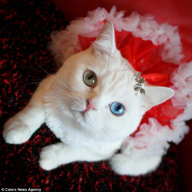 Một mắt màu xanh lá cây và một mắt màu xanh dương. (Nguồn: Caters News Agency)