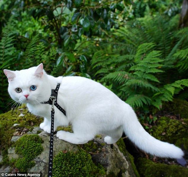 Mắt của Starina Esperenza Silvaz có hai màu khác nhau. (Nguồn: Caters News Agency)