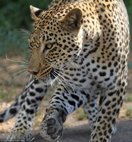 Cuộc chiến kết thúc sau khi con báo bị lông nhím cắm vào chân và miệng. (Nguồn: Daily Mail) 