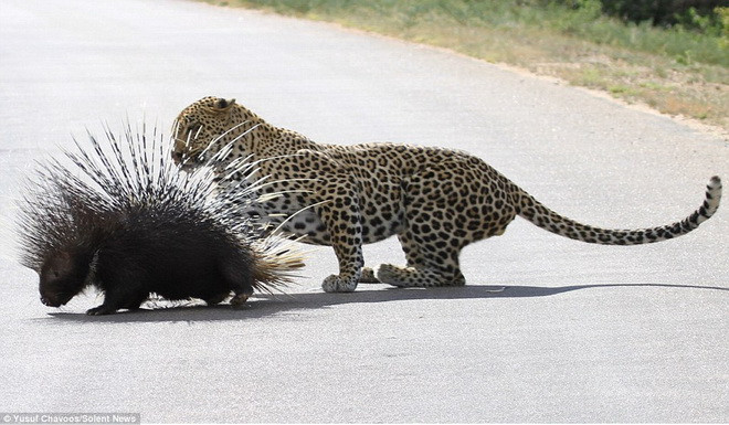 Con báo cố gắng ăn thịt miếng mồi của mình. (Nguồn: Daily Mail) 