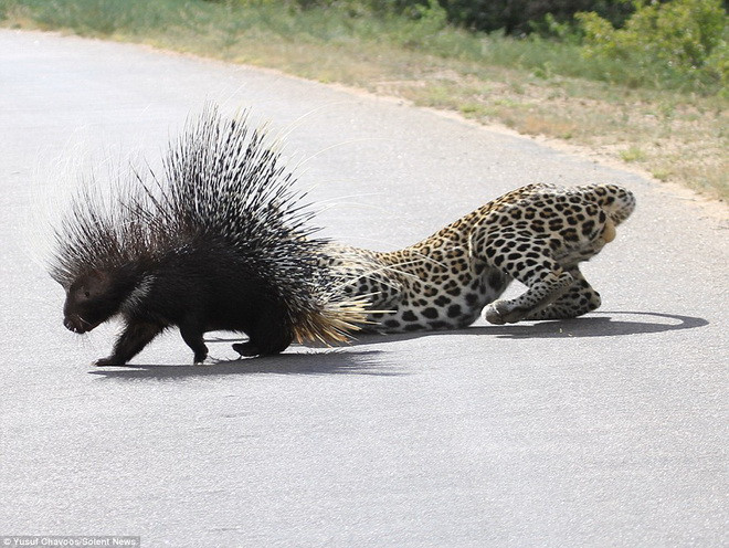 Con báo cố gắng ăn thịt miếng mồi của mình. (Nguồn: Daily Mail) 