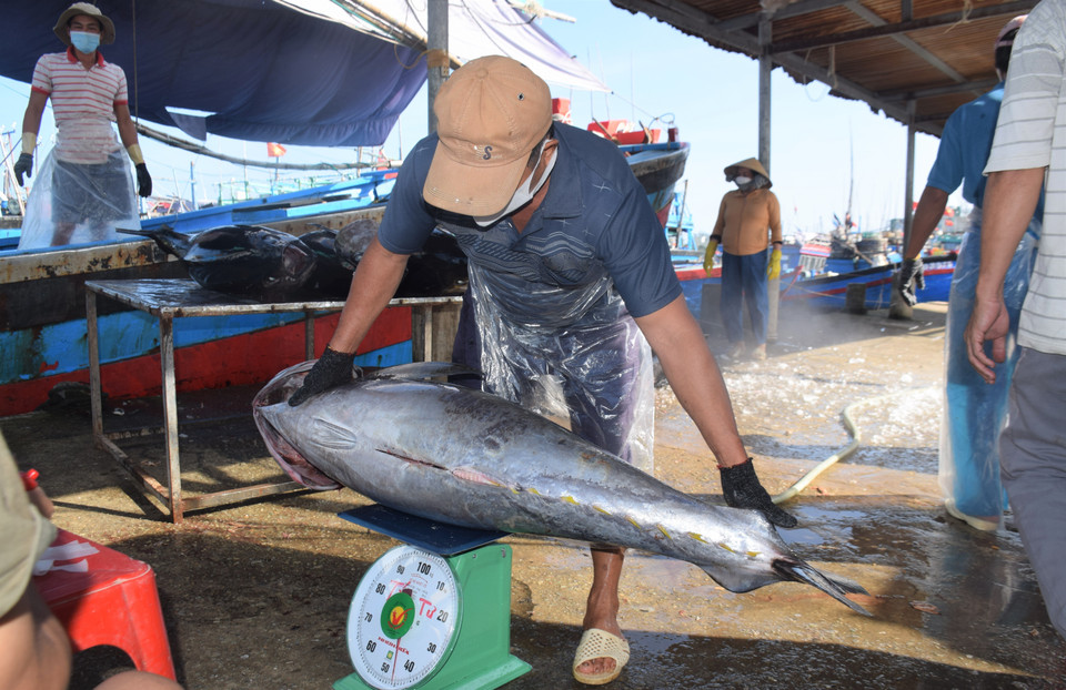 Thương lái đến cảng Tam Quan thu mua cá ngừ đại dương với giá cao hơn năm ngoái. (Ảnh: Tường Quân/TTXVN)