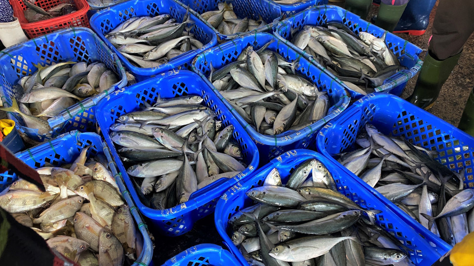 Cá sòng được thương lái thu mua tại cảng Quy Nhơn với giá từ 45.000-50.000 đồng/kg. (Ảnh: Tường Quân/TTXVN)