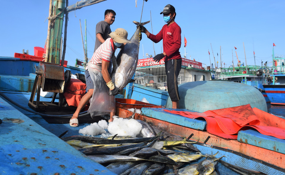 Từ sau Tết Nguyên Đán Nhâm Dần đến nay có khoảng 150 tàu câu cá ngừ đại dương cập cảng Tam Quan (Bình Định) với sản lượng từ 1,2-1,5 tấn/tàu. (Ảnh: Tường Quân/TTXVN)