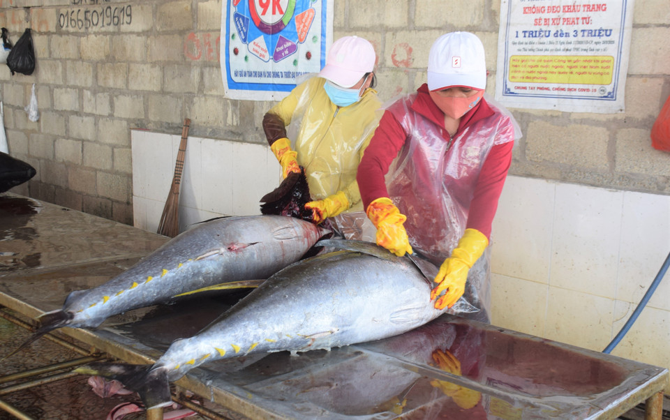 Cá ngừ đại dương được sơ chế ngay tại cảng cá Tam Quan trước khi đưa đi tiêu thụ. (Ảnh: Tường Quân/TTXVN)