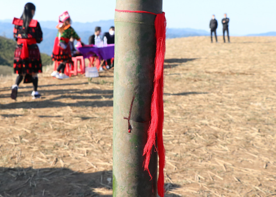 Dấu thiêng vẽ bằng máu mào gà bên dưới chùm chỉ đỏ mang ý nghĩa may mắn được buộc trên thân cây nêu trong lễ hội Gầu Tào của cộng đồng dân tộc Mông. (Ảnh: Xuân Tiến/TTXVN)