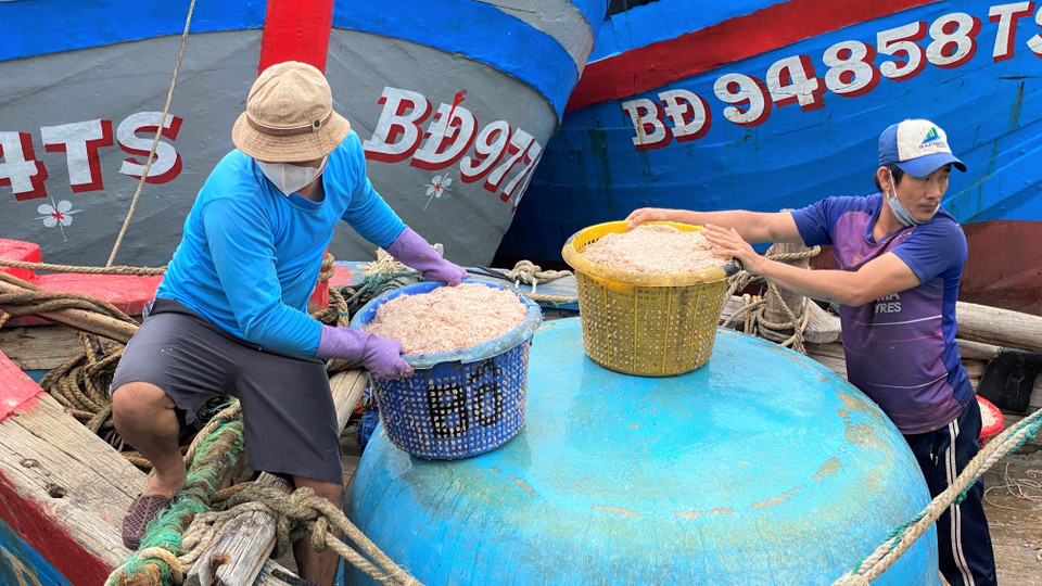 Ngư dân khai thác hải sản gần bờ từ sau Tết Nguyên Đán đến nay trúng mùa ruốc. (Ảnh: Tường Quân/TTXVN)