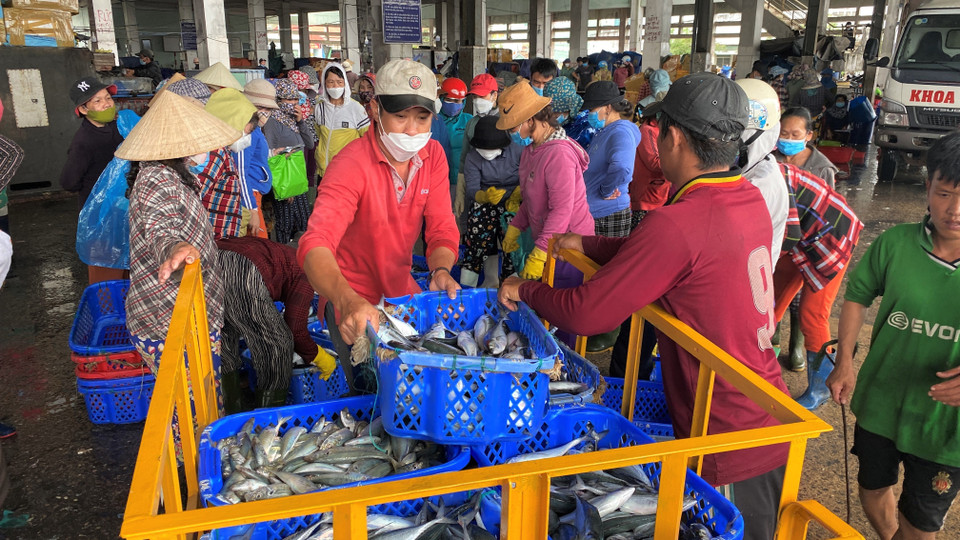 Ngư dân khai thác hải sản xuyên Tết trúng các loại cá ngừ sọc dưa, cá nục, cá sòng. (Ảnh: Tường Quân/TTXVN)