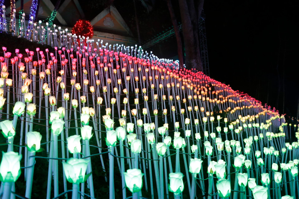 Những bông hồng rực rỡ sắc màu trong đêm. (Ảnh: Việt Dũng/TTXVN)