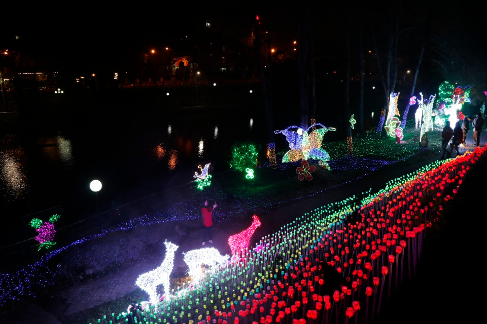 Những bông hồng rực rỡ sắc màu trong đêm. (Ảnh: Việt Dũng/TTXVN)