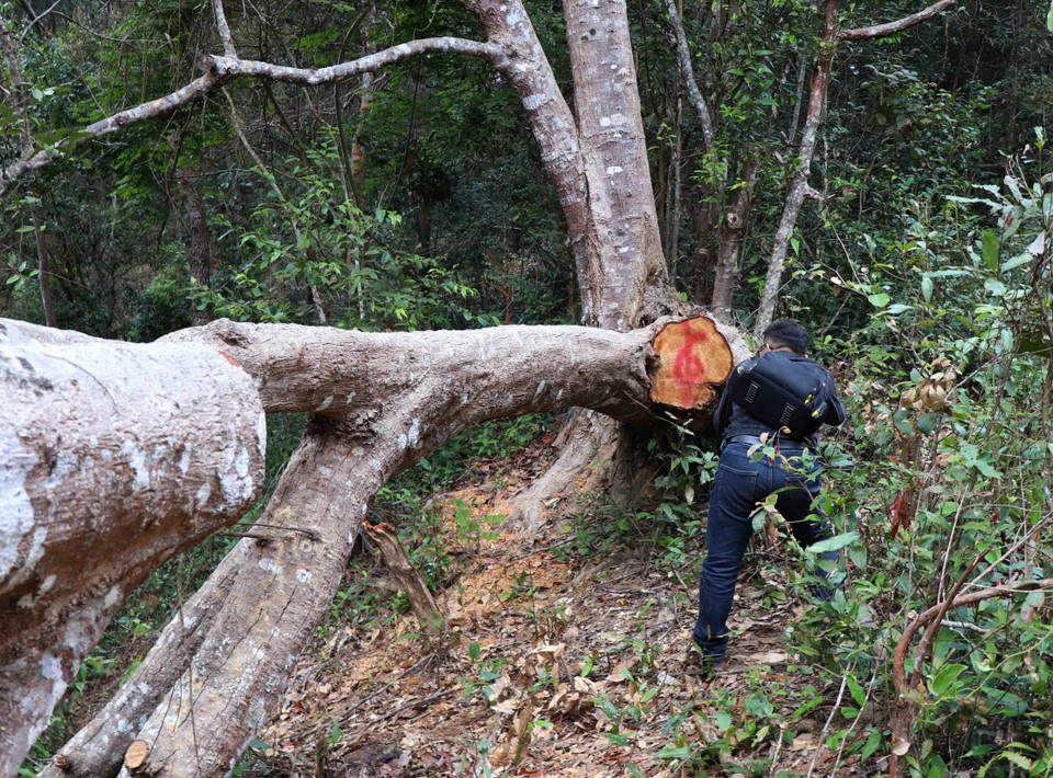 Gốc thân cây to bị bật gốc tại bản Bua (xã Mường Phăng) do lâm tặc đã dùng cưa để cắt rời thân và gốc, tẩu tán một khúc phần thân cây khỏi hiện trường. (Ảnh: Xuân Tiến/TTXVN)