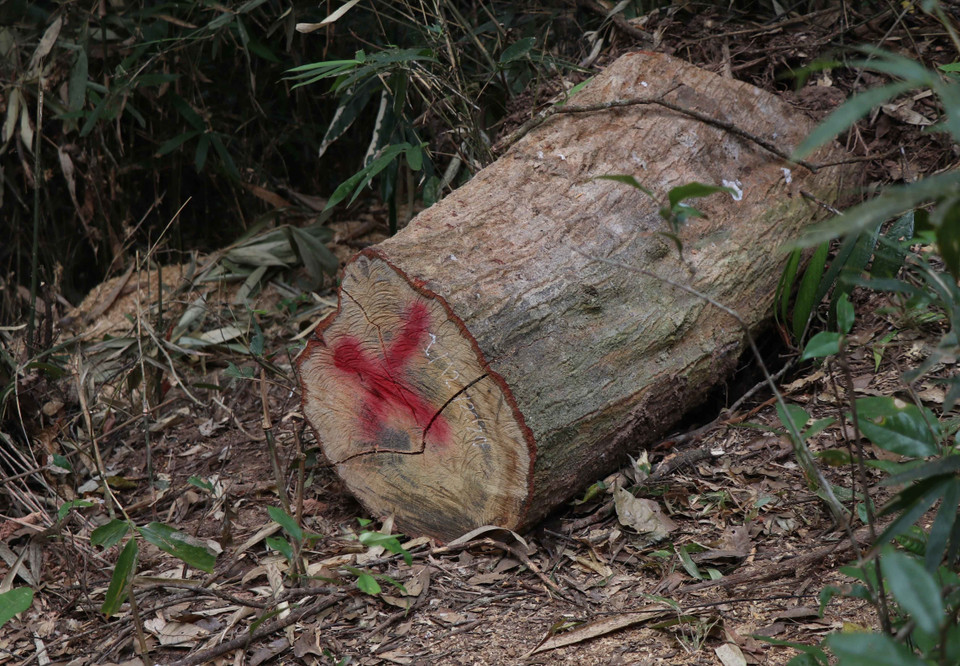 Một khúc gỗ lâm tặc chưa kịp tẩu tán còn nằm trong rừng đặc dụng Mường Phăng, được Ban quản lý rừng Di tích và Cảnh quan môi trường Mường Phăng phát hiện ngày 1/12/2020. (Ảnh: Xuân Tiến/TTXVN)