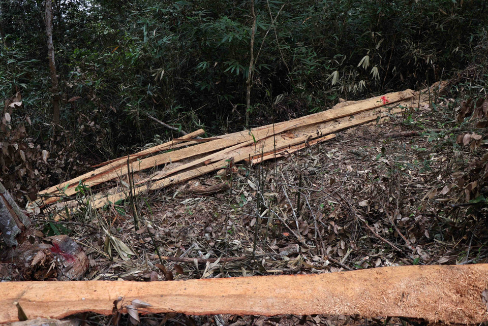 Nhiều tấm ván vỏ (bìa) xếp tập trung, nằm ở vị trí triền dốc, sâu trong rừng đặc dụng Mường Phăng. (Ảnh: Xuân Tiến/TTXVN)